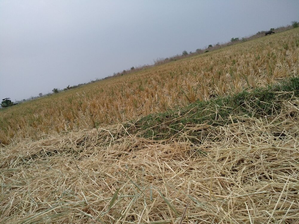 Impatto della siccità sulle imprese agricole